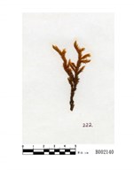 藏品(大耳擬扭葉苔 )的圖片